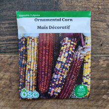 Maïs ornemental multicolore