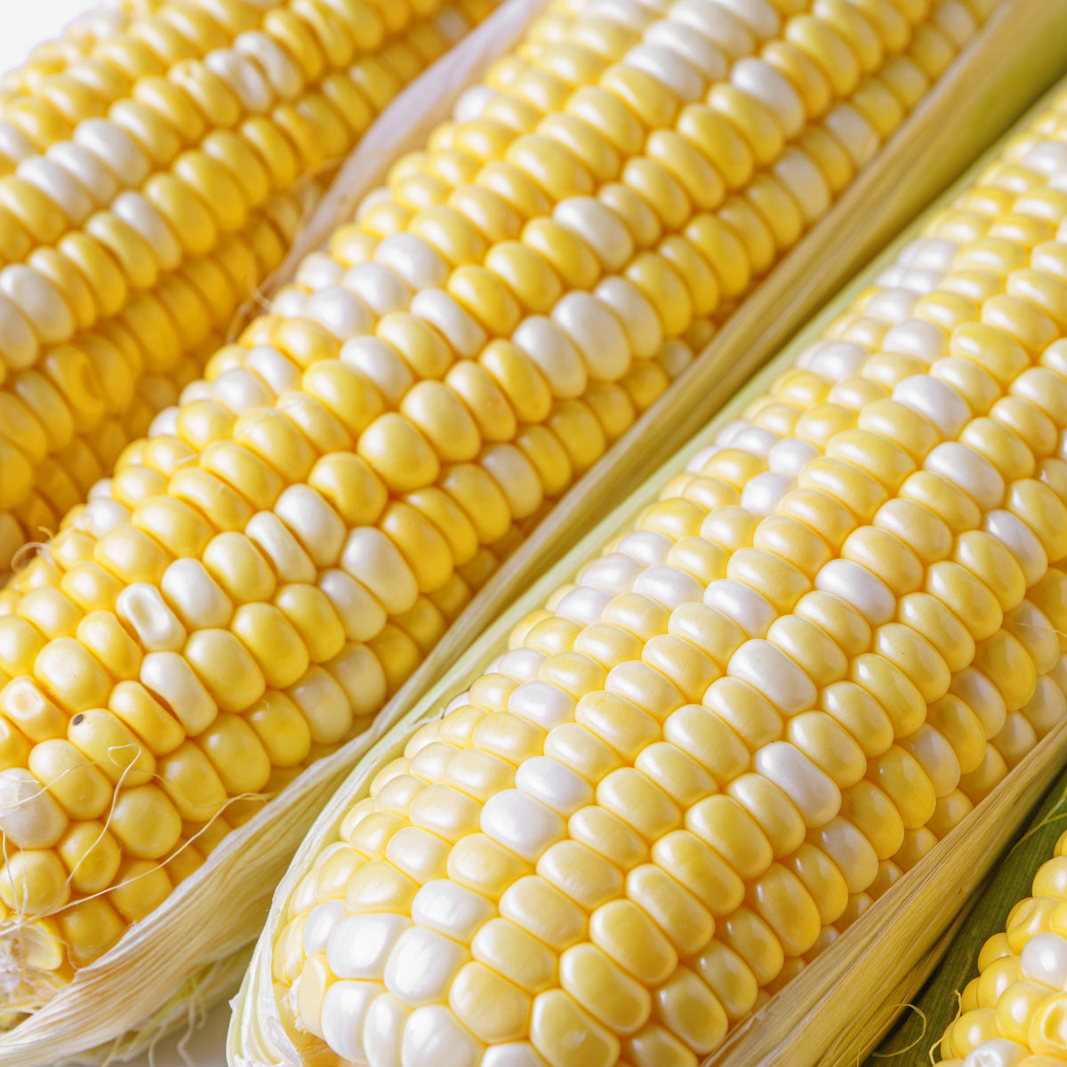 Photographie de Maïs sucré (Zea mays ‘Allure’), sélection proposée en semences W.H. Perron. Le visuel présente l’apparence de la plante ou de sa récolte et permet d’en observer les formes et les couleurs. Cette vue illustre les caractéristiques visibles de la sélection, dans une présentation destinée à accompagner son identification et à montrer son intérêt au jardin.