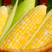 Sweet Corn 'Bilicious' 