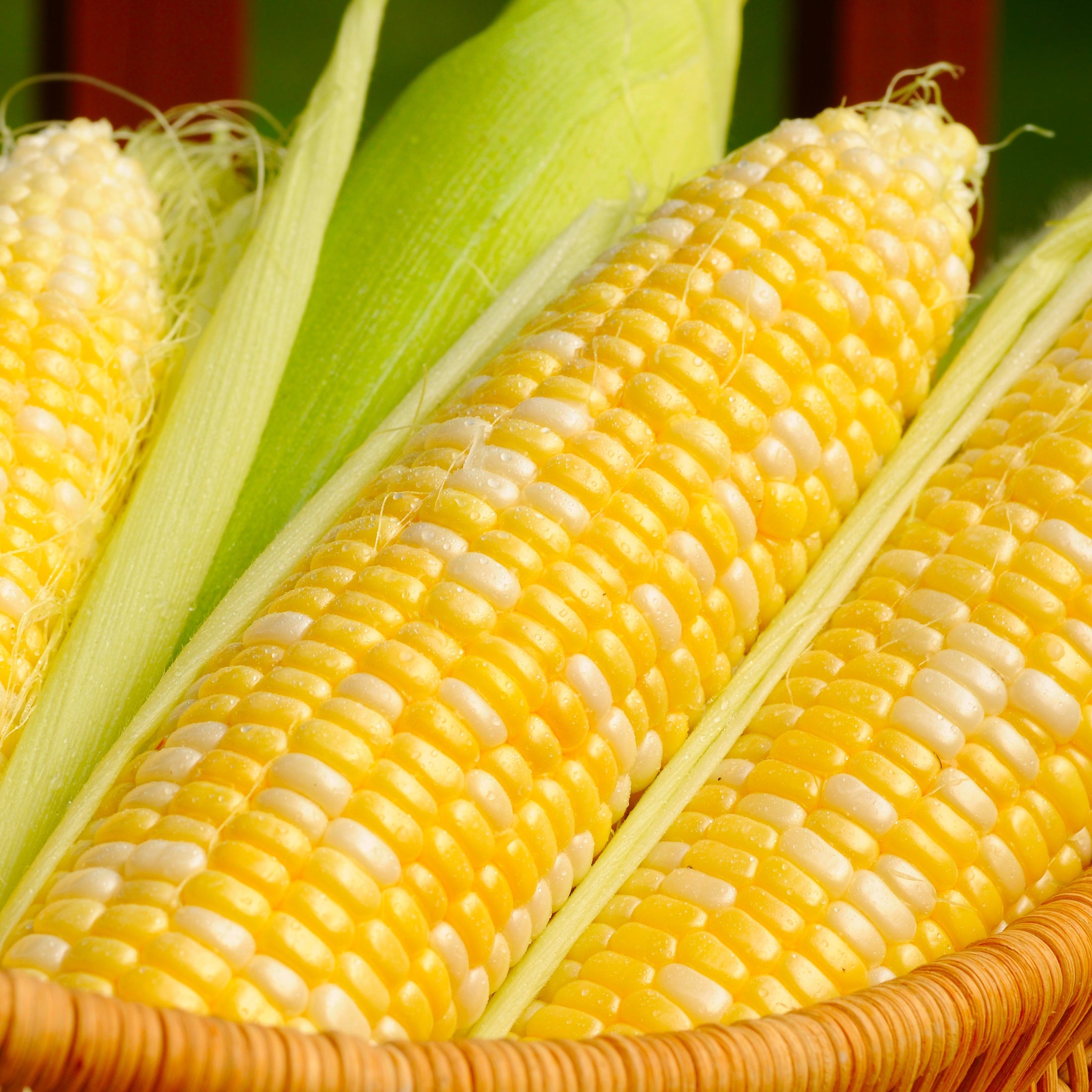 Sweet Corn 'Bilicious' 