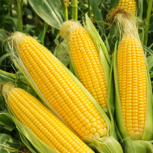 'Big Jim III' Sweetcorn