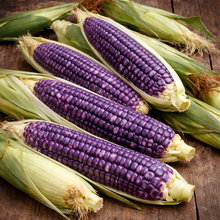 Organic 'Blue Jade' Sweetcorn