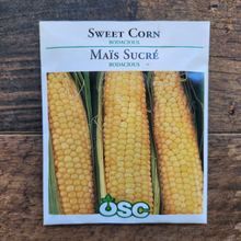 Maïs sucré 'Bodacious'