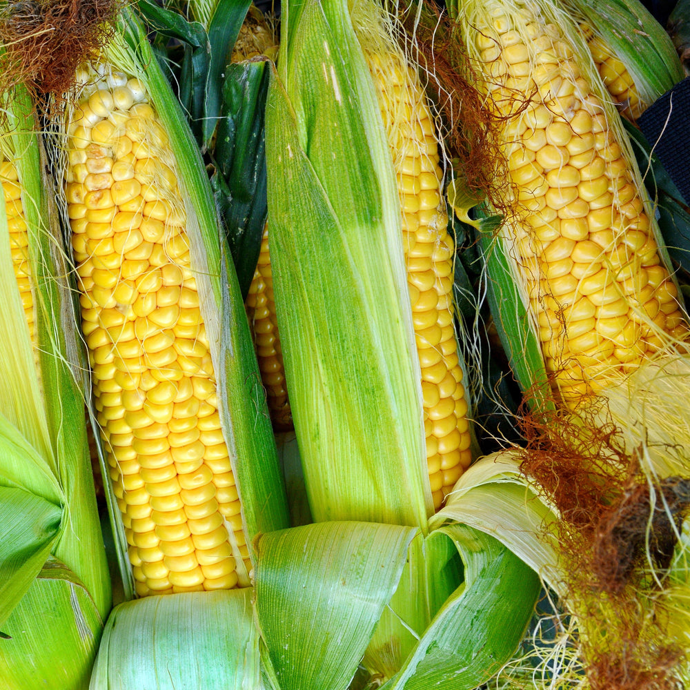 Sweet Corn 'Golden Bantam'