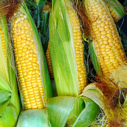 Sweet Corn 'Golden Bantam'