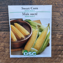 'Honey Select' Sweetcorn