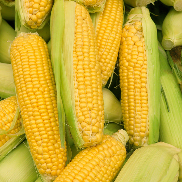 Maïs sucré 'Sunnyvee'
