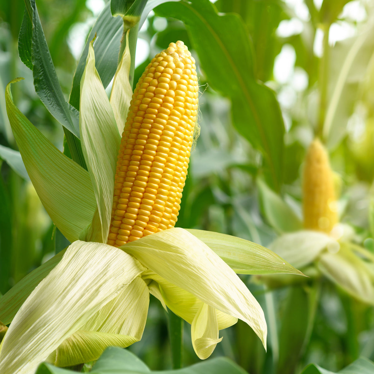 Photographie de Maïs sucré jaune (Zea mays), sélection proposée en semences W.H. Perron. Le visuel présente l’apparence de la plante ou de sa récolte et permet d’en observer les formes et les couleurs. Cette vue illustre les caractéristiques visibles de la sélection, dans une présentation destinée à accompagner son identification et à montrer son intérêt au jardin.