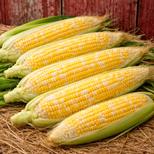 Sweet Corn 'Peaches and Cream' 