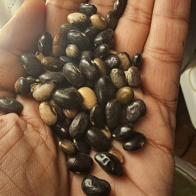 Haricot 'Malawi Black Mix' bio