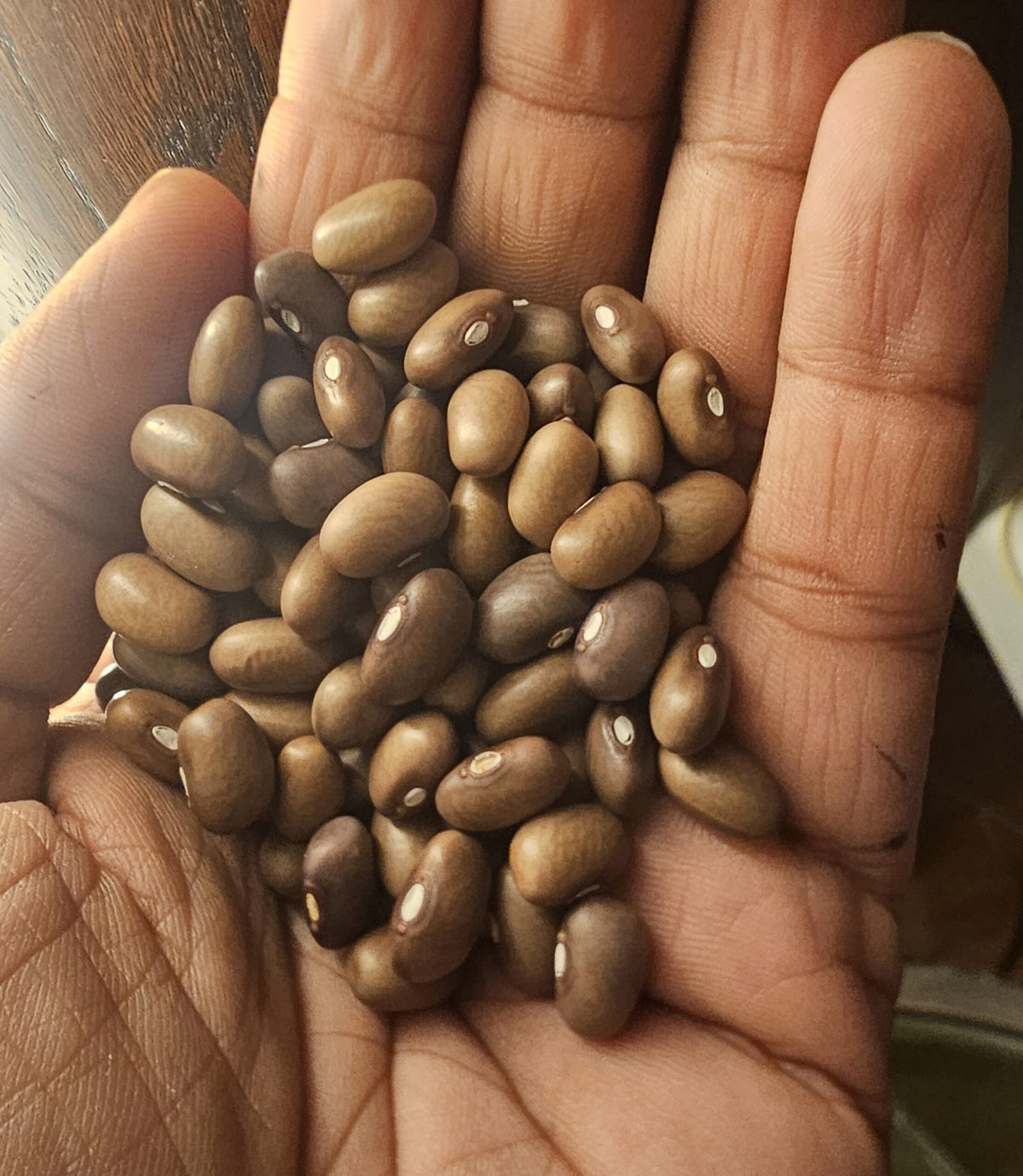 Malawi Brown Bean Mix, certified organic seeds (<em>Phaseolus vulgaris</em>)