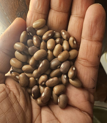 Organic Malawi brown bean