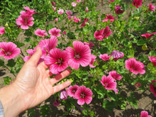 Big-flowered slut