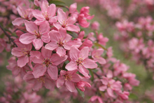 Adams' Crabapple