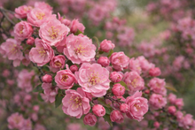 Brandywine Crabapple