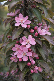 Malus 'Dreamweaver'