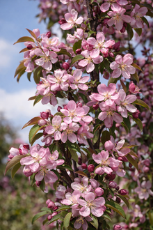 Malus 'Emerald Spire'
