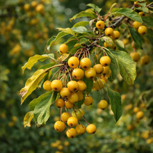 Malus 'Golden Raindrops'