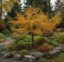 Malus 'Golden Raindrops'