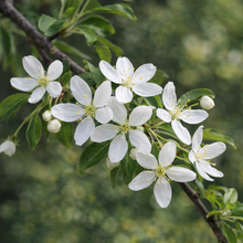 Malus 'Golden Raindrops'