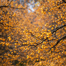 Malus 'Harvest Gold'