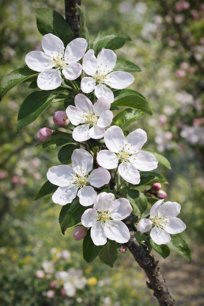Malus 'Harvest Gold'