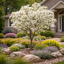 Malus 'Lollipop'