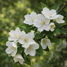Malus 'Madonna'