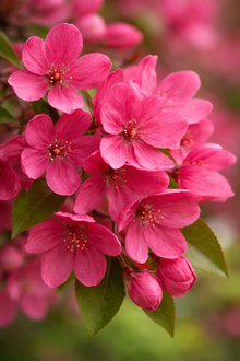 Malus 'Prairifire'