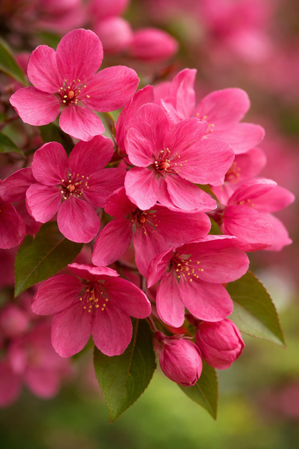 Malus 'Prairifire'