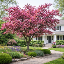 Malus 'Profusion'