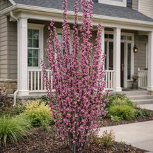 Malus 'Purple Spire'