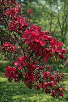 Malus 'Red Baron'