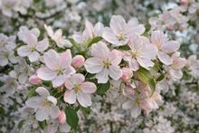Malus 'Red Jade'