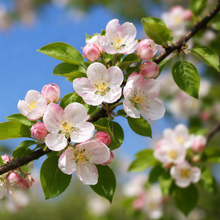 Malus 'Rinki'