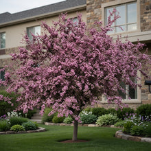 Malus 'Robinson'
