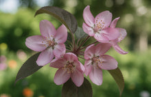 Malus 'Robinson'