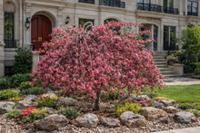Malus 'Royal Beauty'