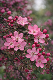 Malus 'Royal Beauty'