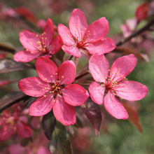 Malus 'Royal Raindrops'