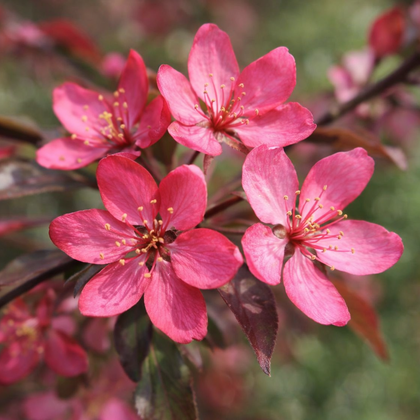 Malus 'Royal Raindrops'