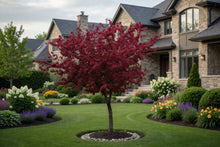Malus 'Royalty'