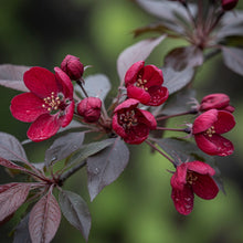 Malus 'Royalty'