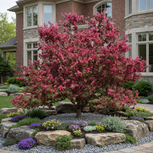 Malus 'Scarlett'