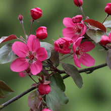 Malus 'Scarlett'