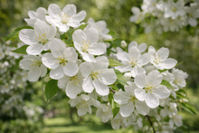 Malus 'Snowdrift'