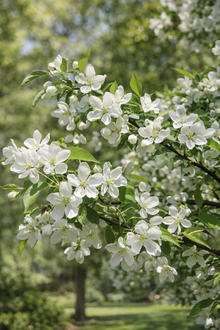 Malus 'Starlite'