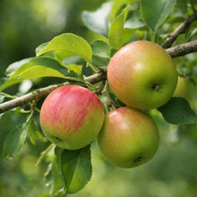 Malus ‘Sunrise’