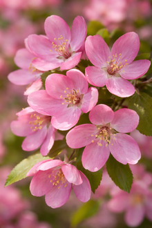 Malus 'Thunderchild'