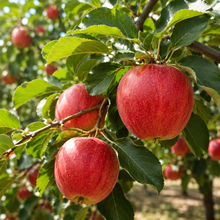 Malus domestica 'Red Gala'
